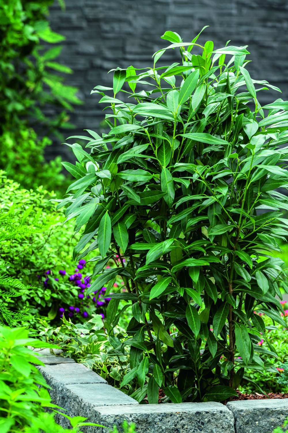 Prunus laurocerasus 'Herbergii'