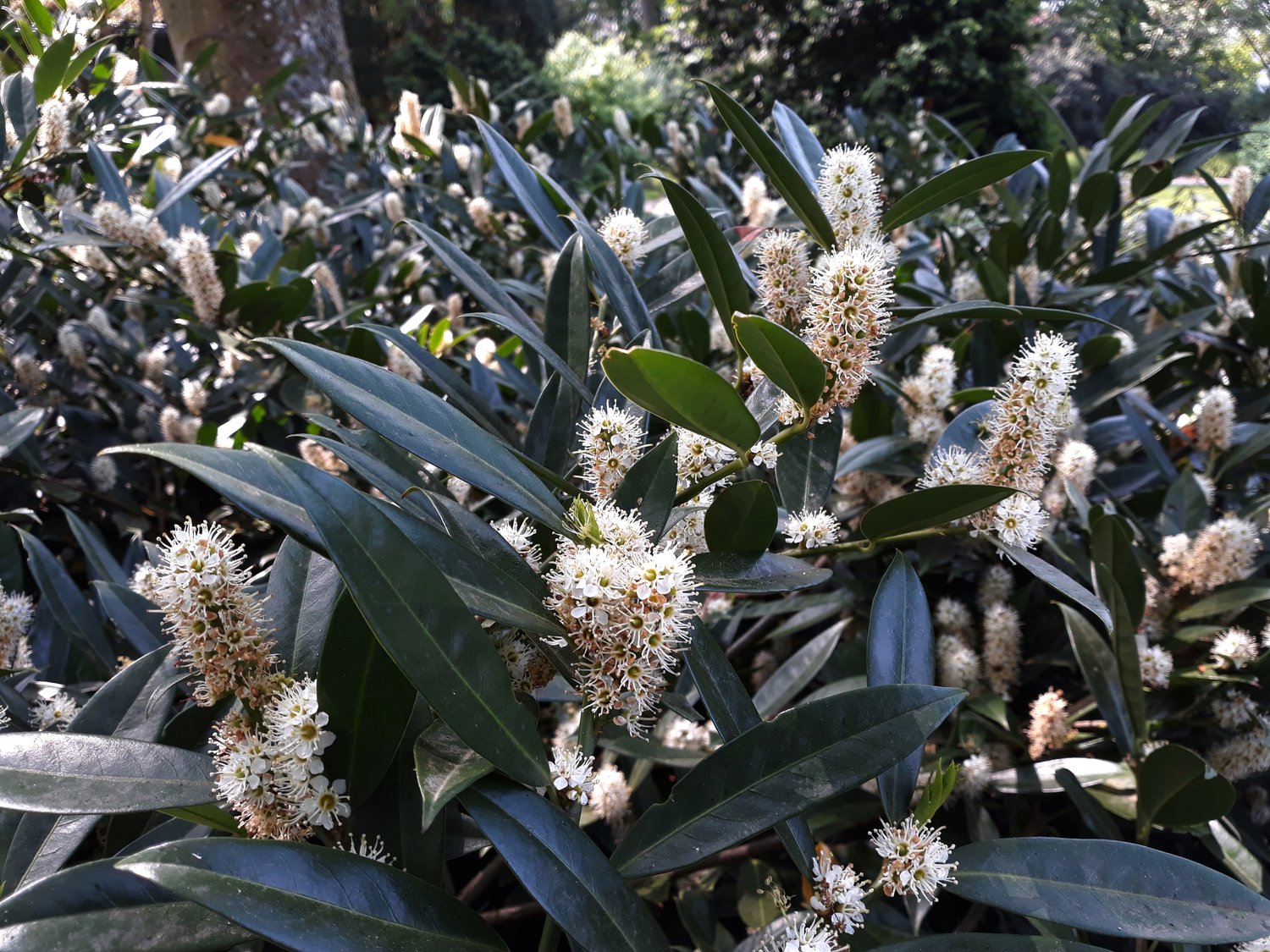 Prunus laurocerasus 'Herbergii'