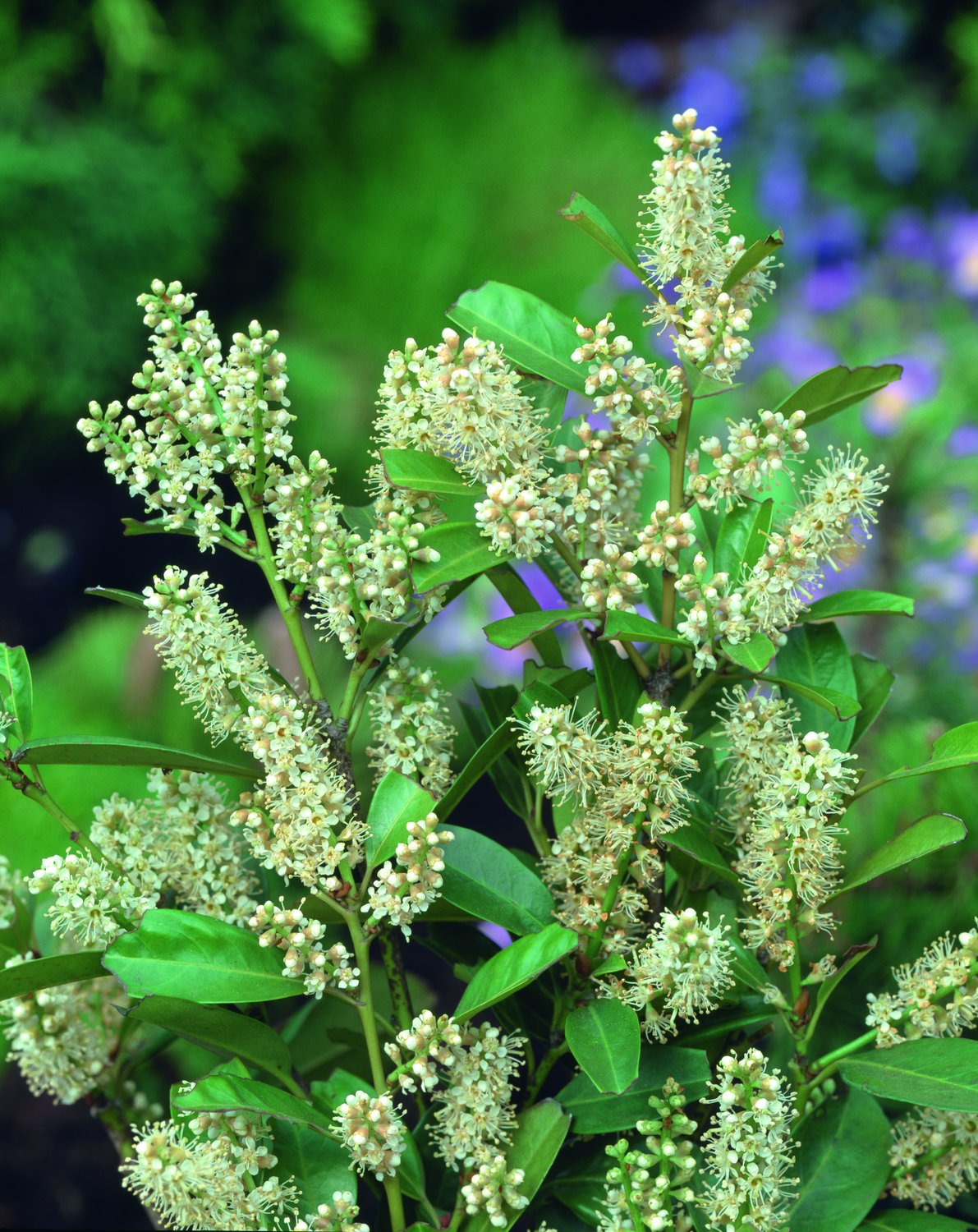 Prunus laurocerasus 'Mano'