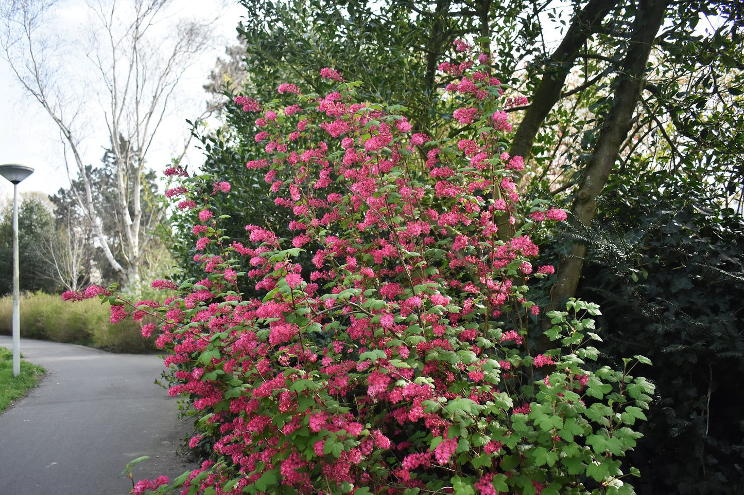Ribes sanguineum 'King Edward VII'