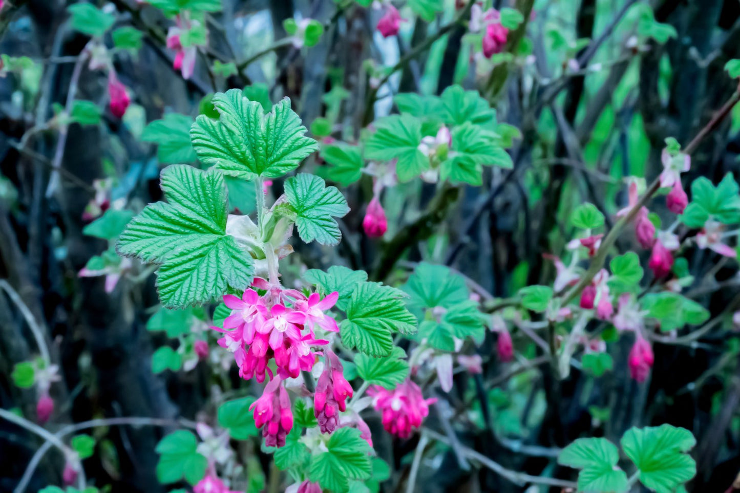 Ribes sanguineum 'King Edward VII'