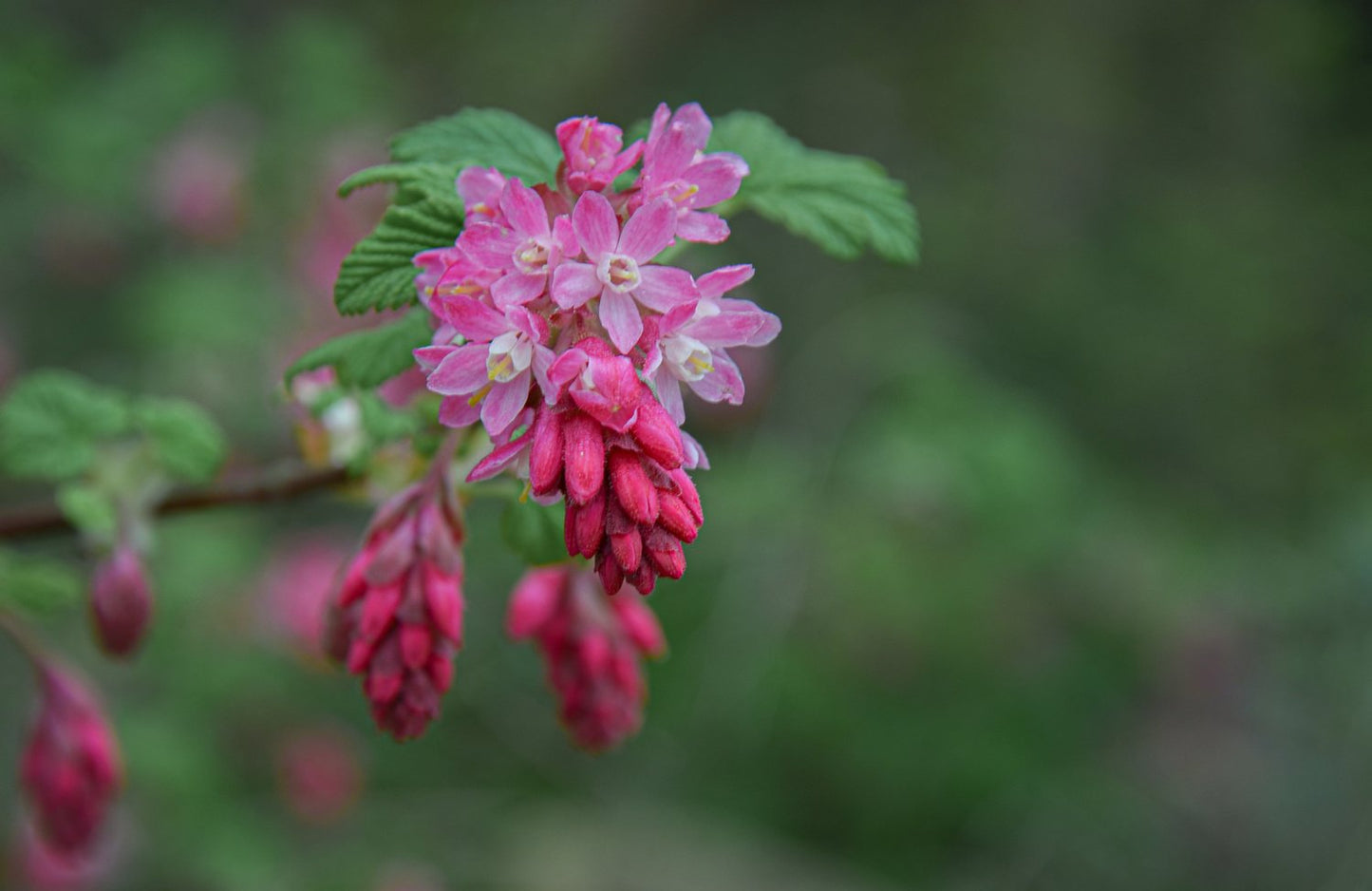 Ribes sanguineum 'King Edward VII'