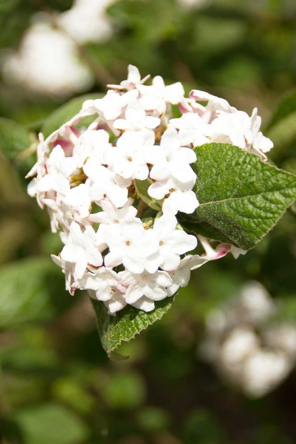 Viburnum carlesii 'Aurora'