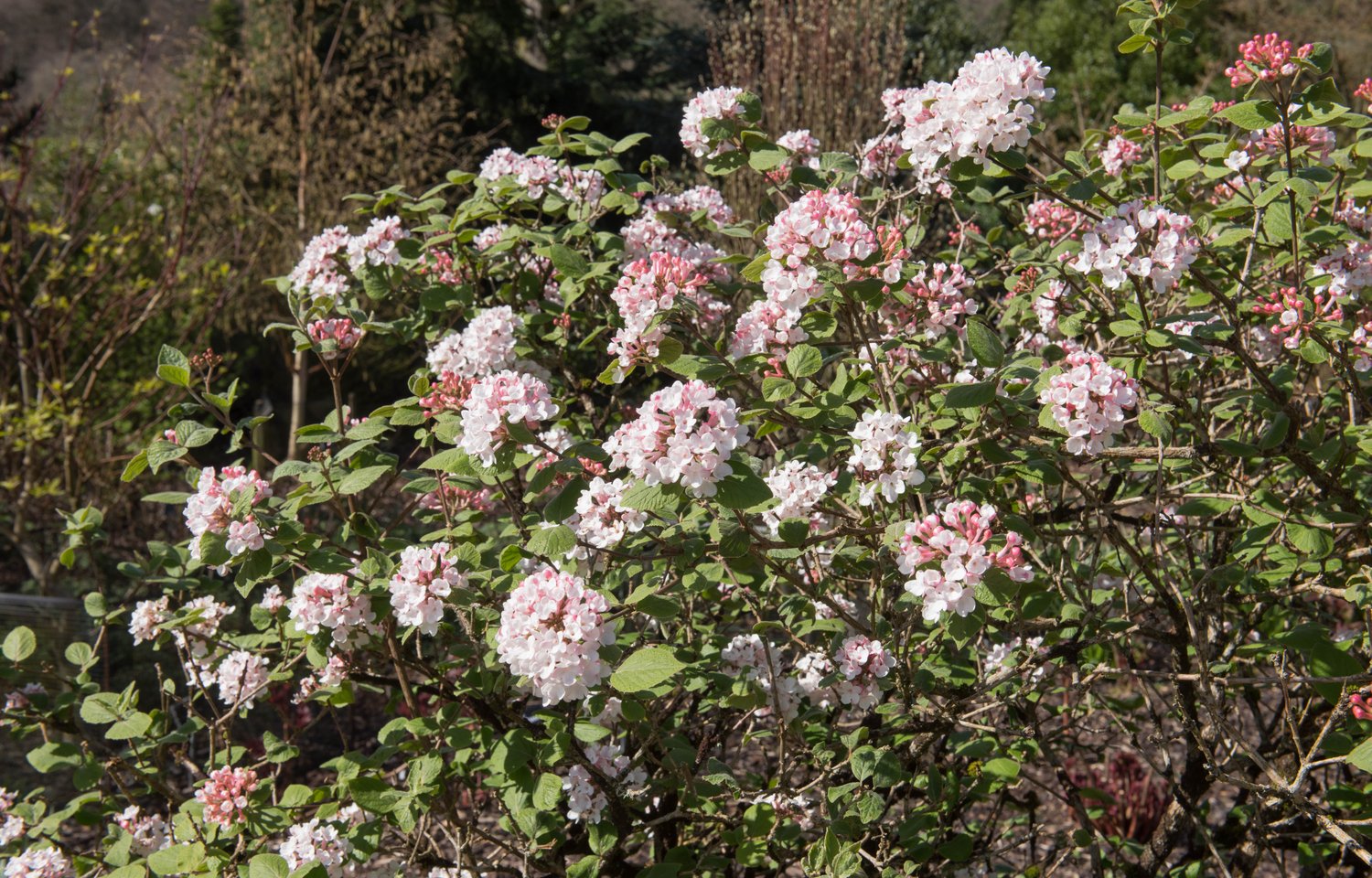 Viburnum carlesii 'Aurora'