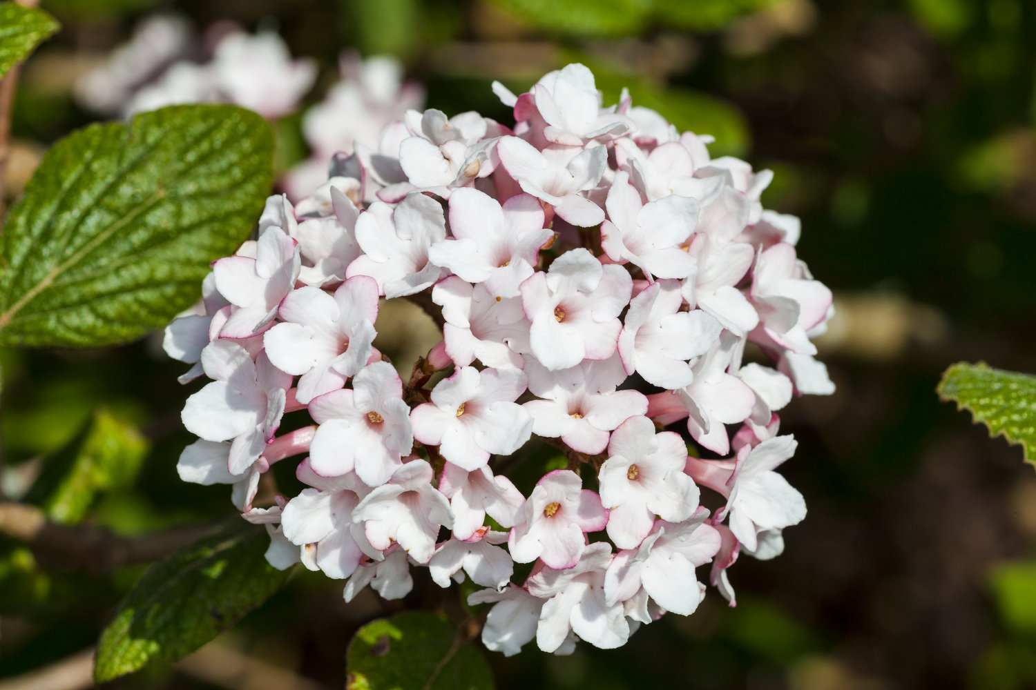 Viburnum carlesii 'Aurora'