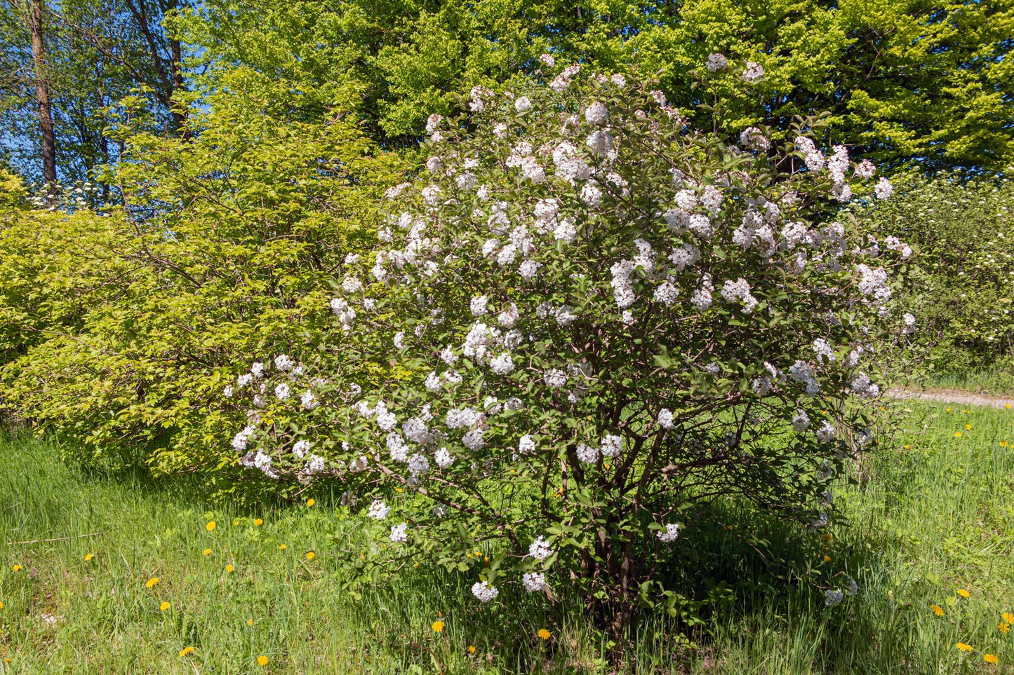 Viburnum carlesii 'Aurora'
