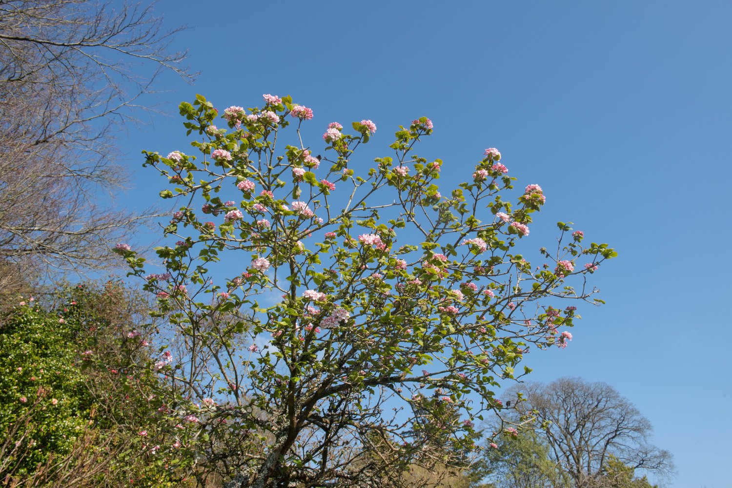 Viburnum carlesii 'Aurora'