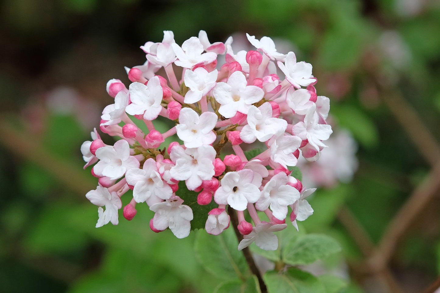 Viburnum carlesii 'Aurora'