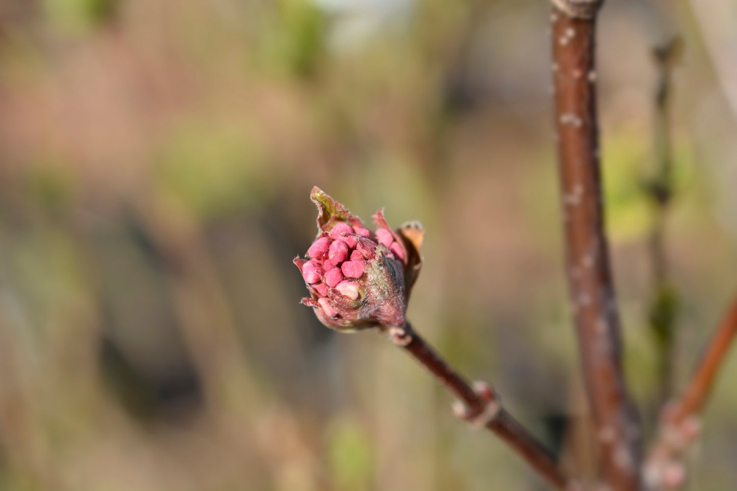 Viburnum carlesii 'Aurora'