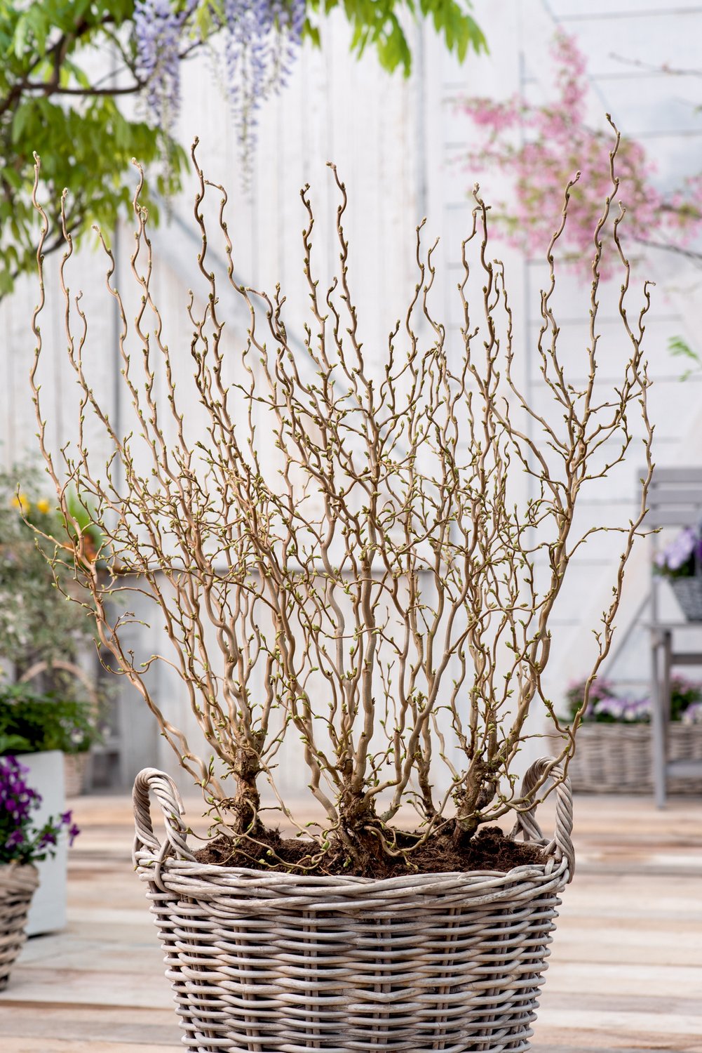 Corylus avellana 'Scooter'