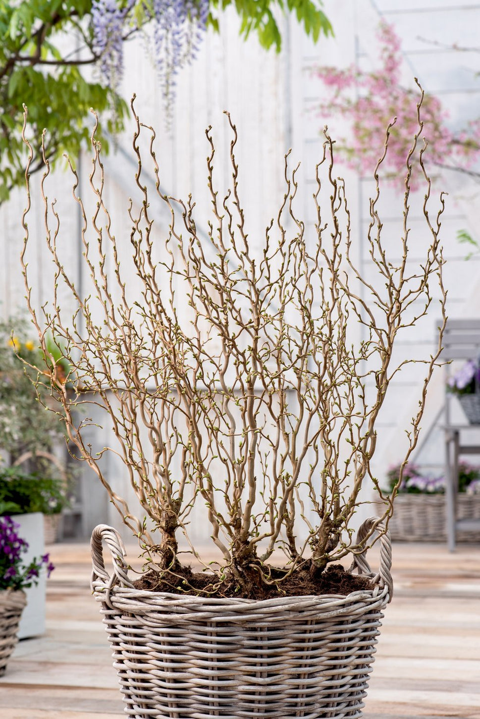 Corylus avellana 'Scooter'