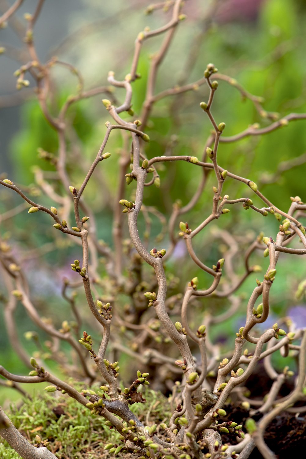 Corylus avellana 'Scooter'