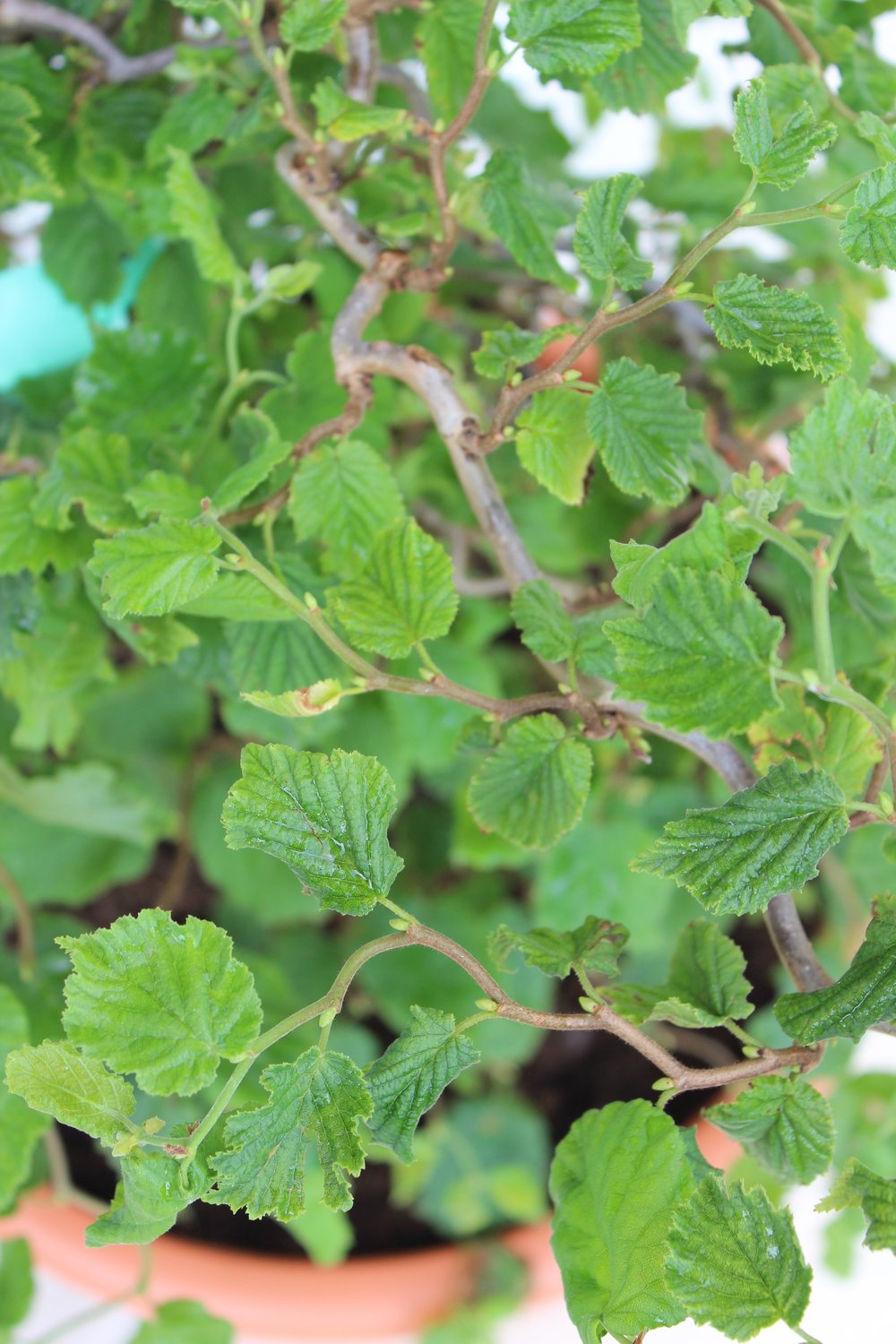 Corylus avellana 'Scooter'