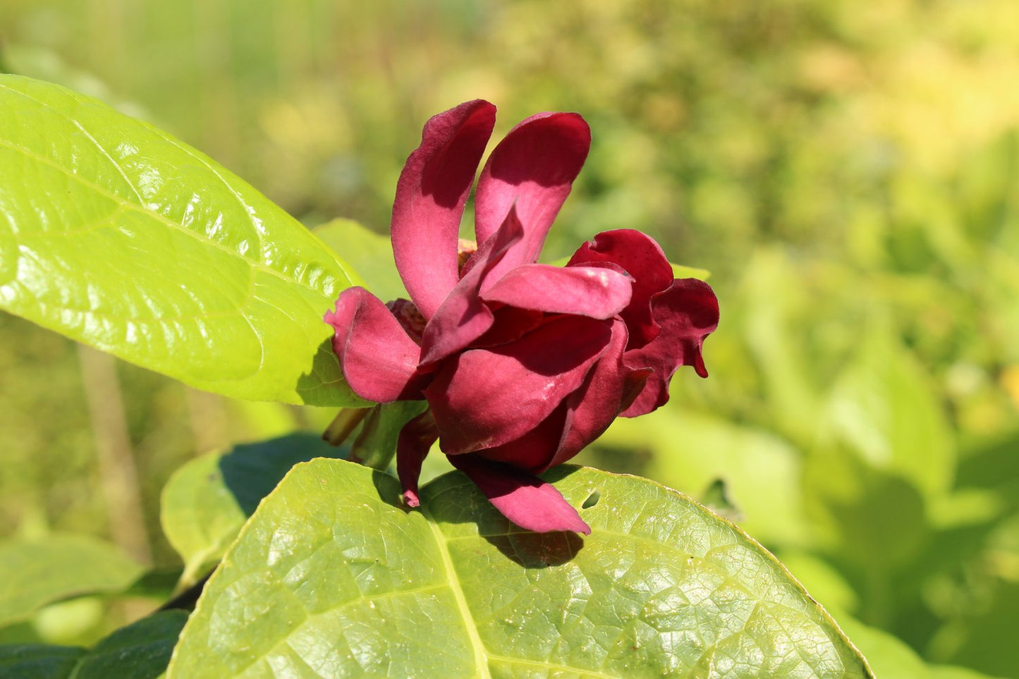 Calycanthus floridus