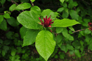 Calycanthus floridus