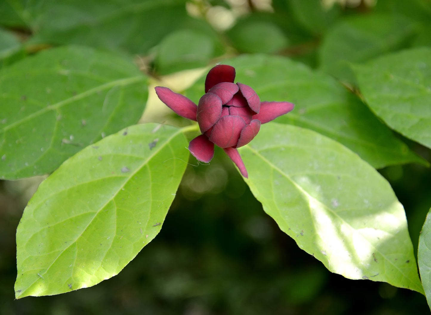 Calycanthus floridus