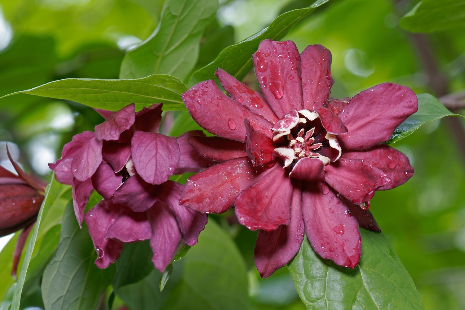 Calycanthus floridus