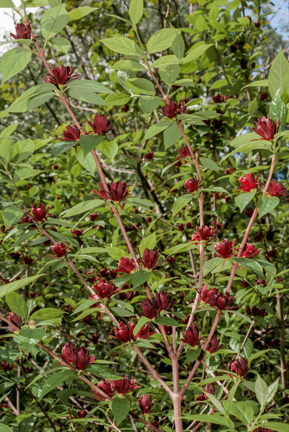 Calycanthus floridus