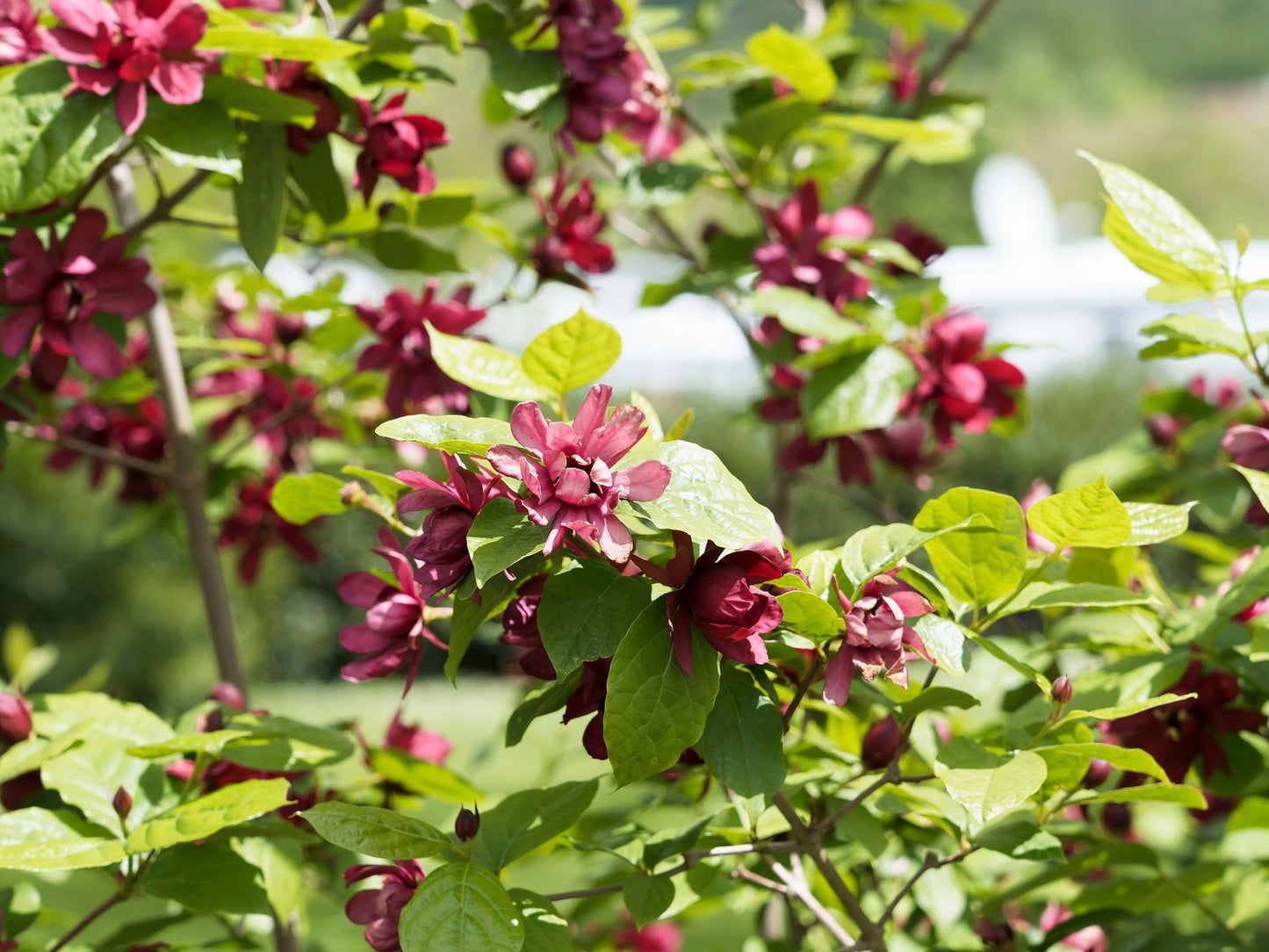 Calycanthus floridus