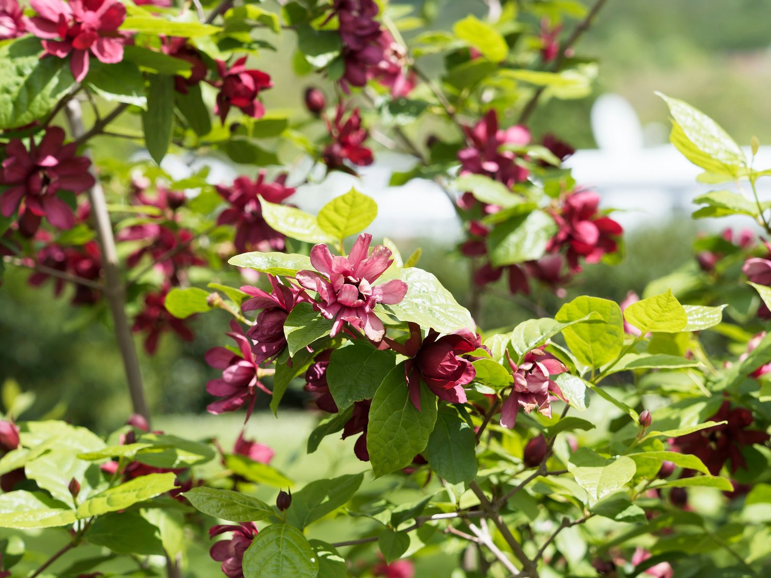 Calycanthus floridus