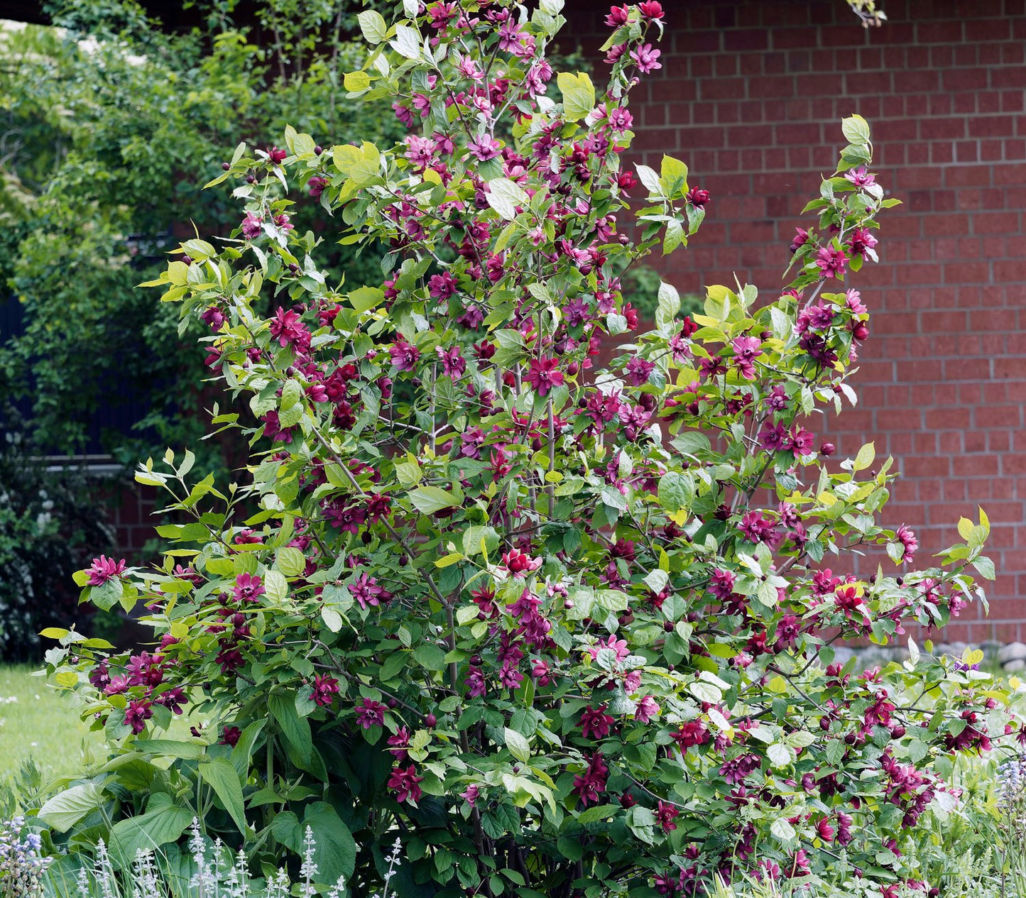 Calycanthus floridus