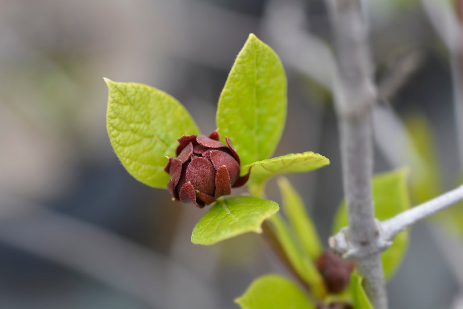 Calycanthus floridus