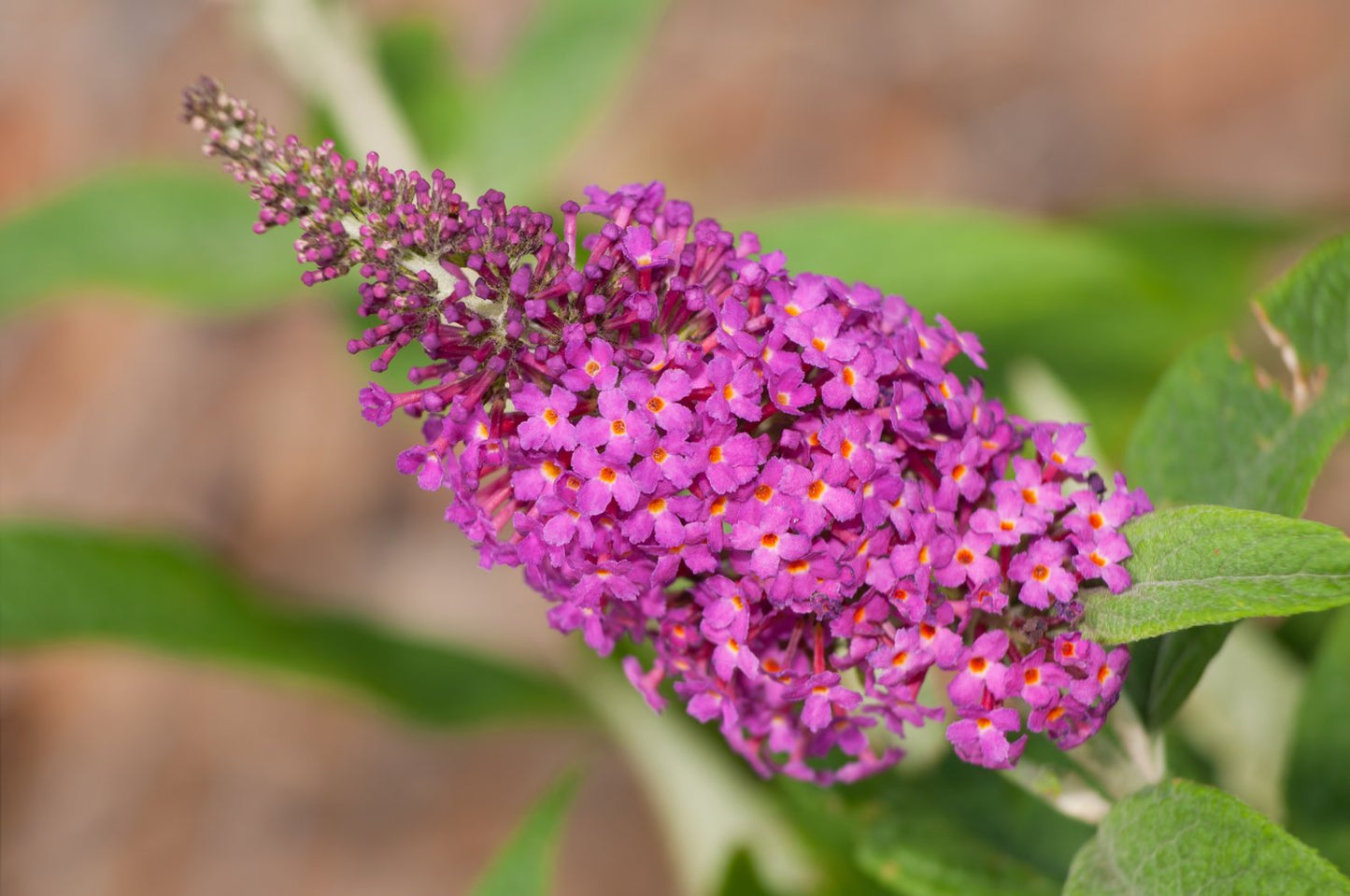 Buddleja 'Miss Ruby'