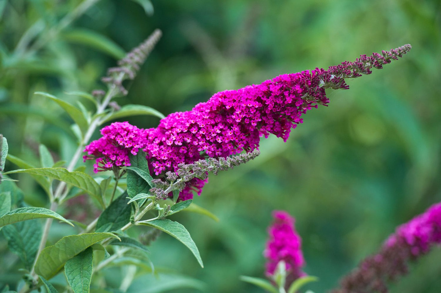 Buddleja 'Miss Ruby'