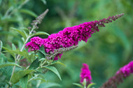 Buddleja 'Miss Ruby'