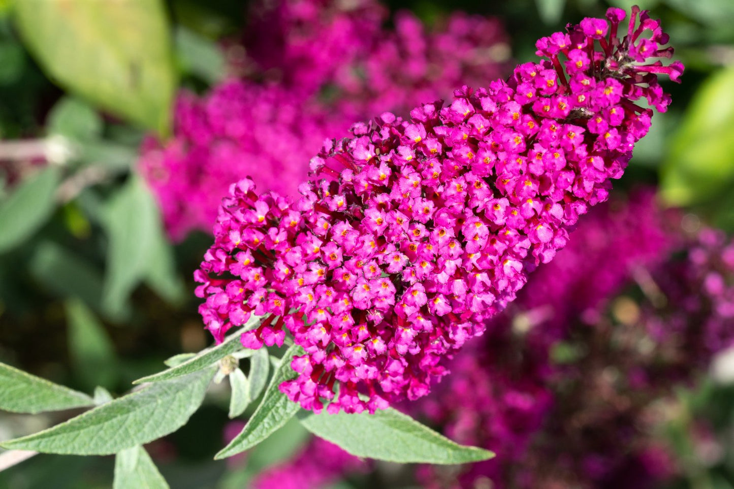 Buddleja 'Miss Ruby'