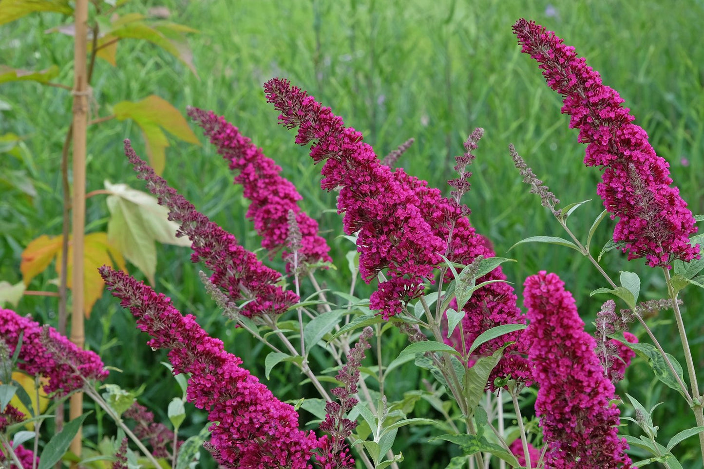 Buddleja 'Miss Ruby'