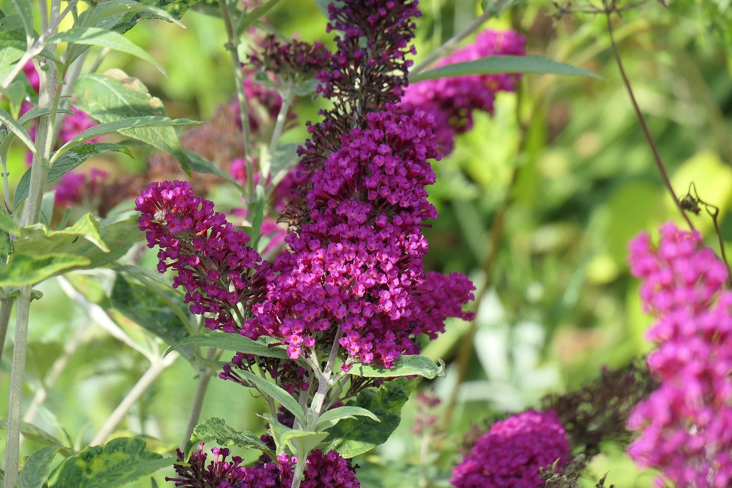 Buddleja 'Miss Ruby'