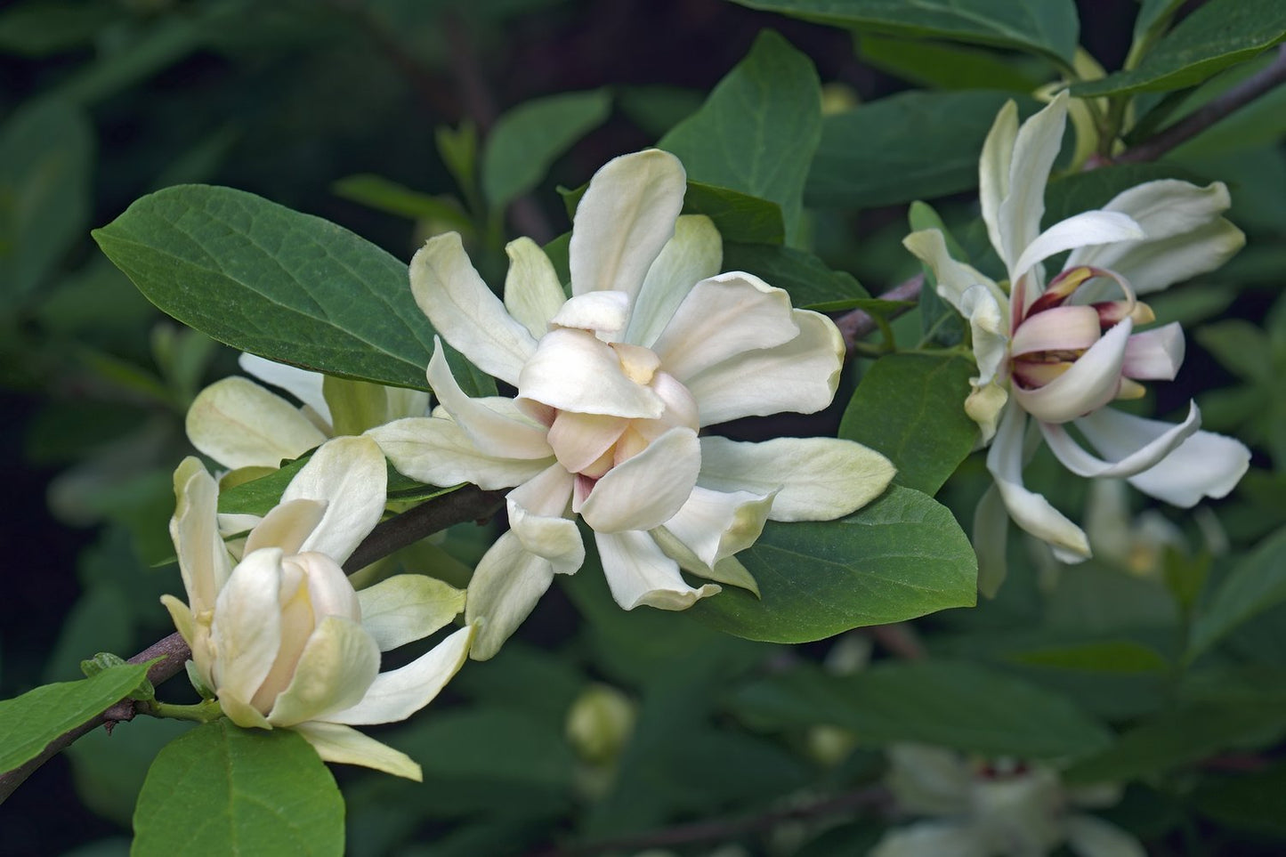 Calycanthus 'Venus'