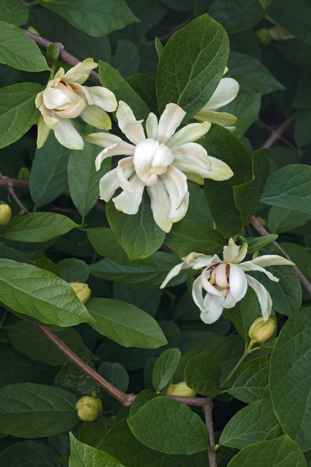 Calycanthus 'Venus'