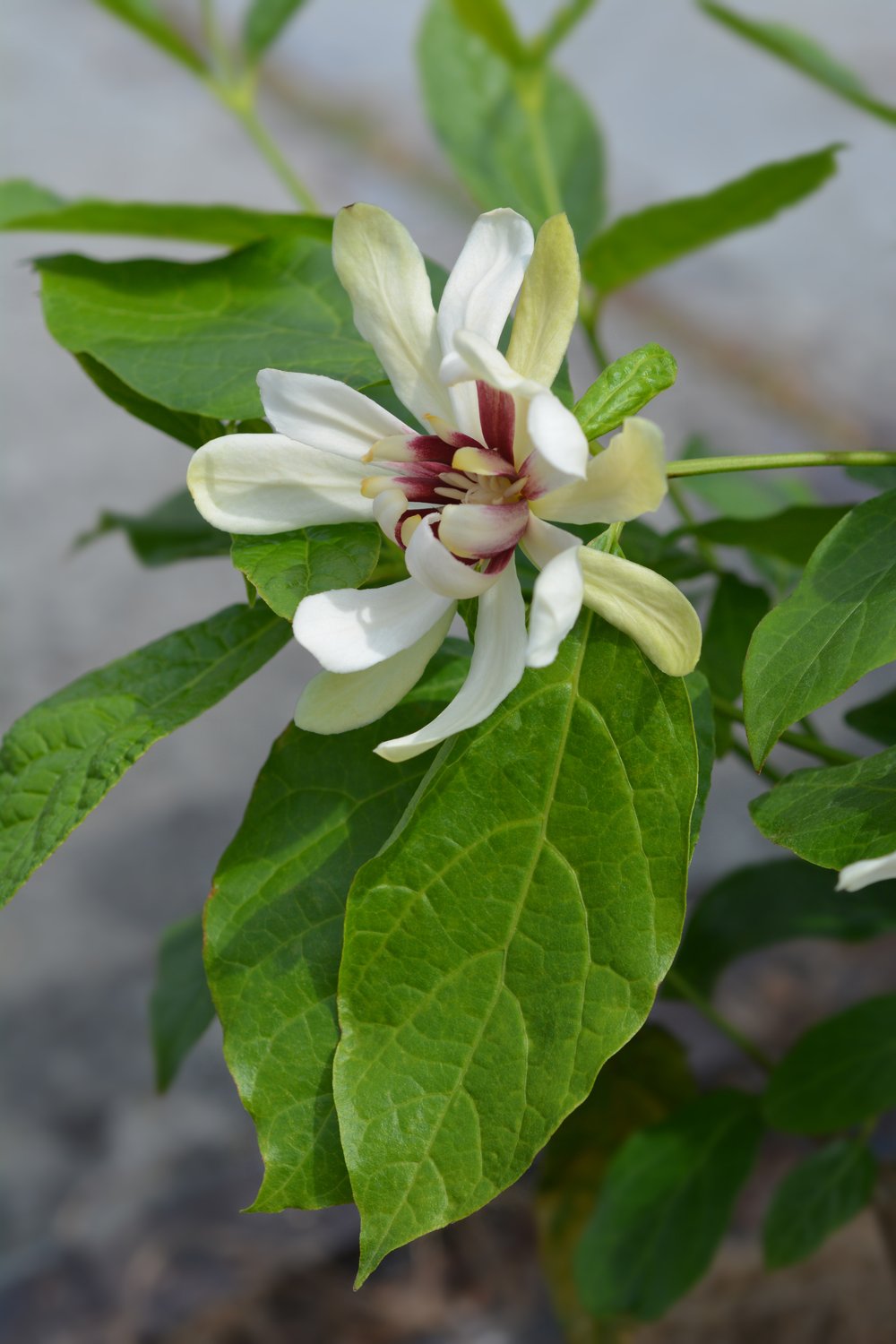 Calycanthus 'Venus'