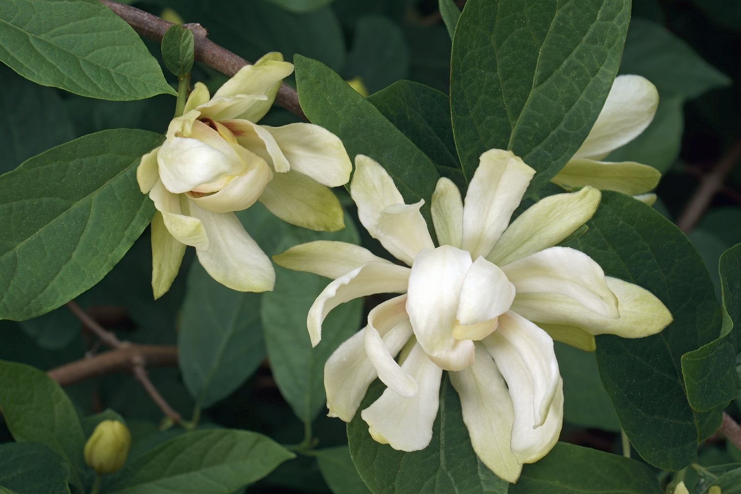 Calycanthus 'Venus'