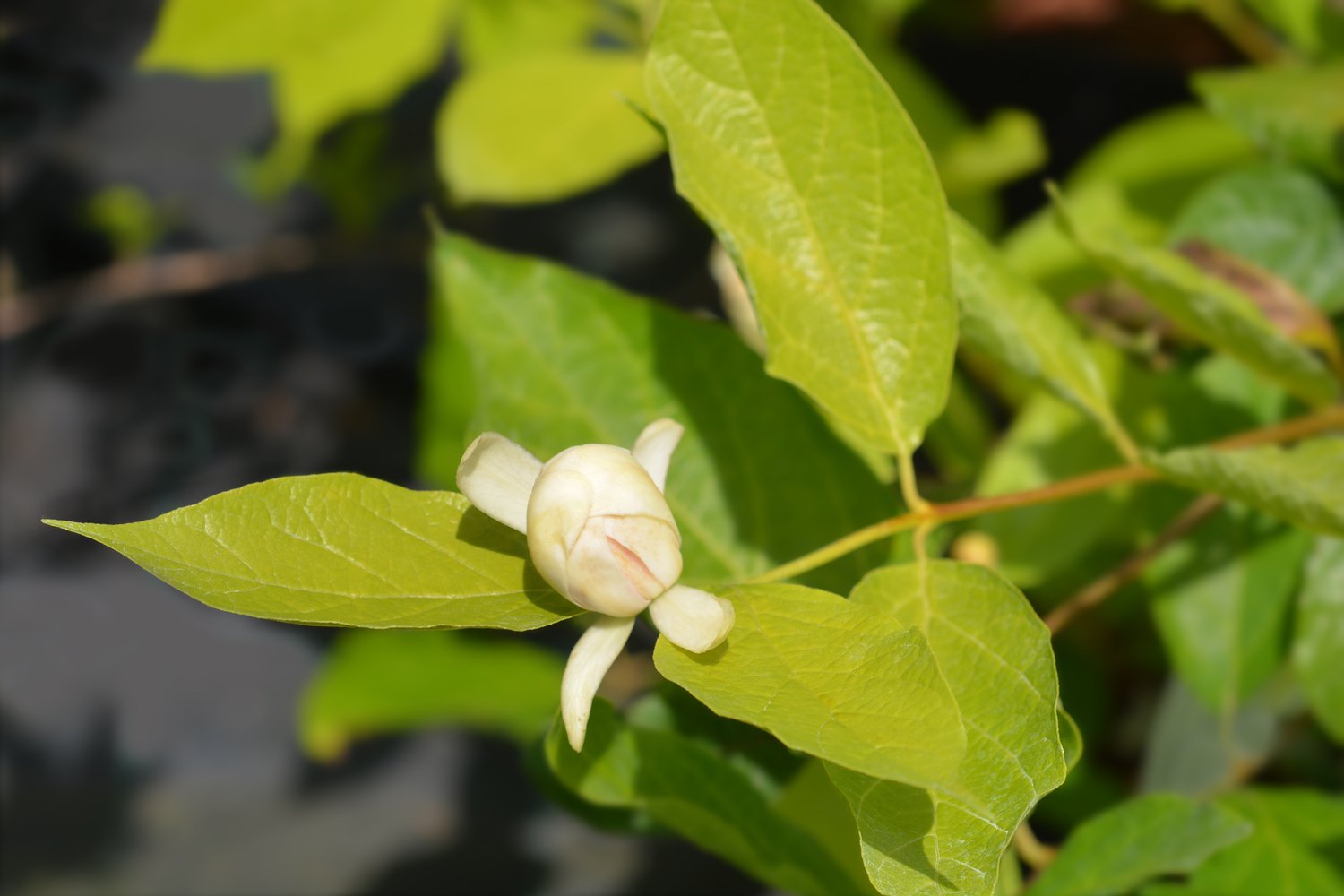 Calycanthus 'Venus'