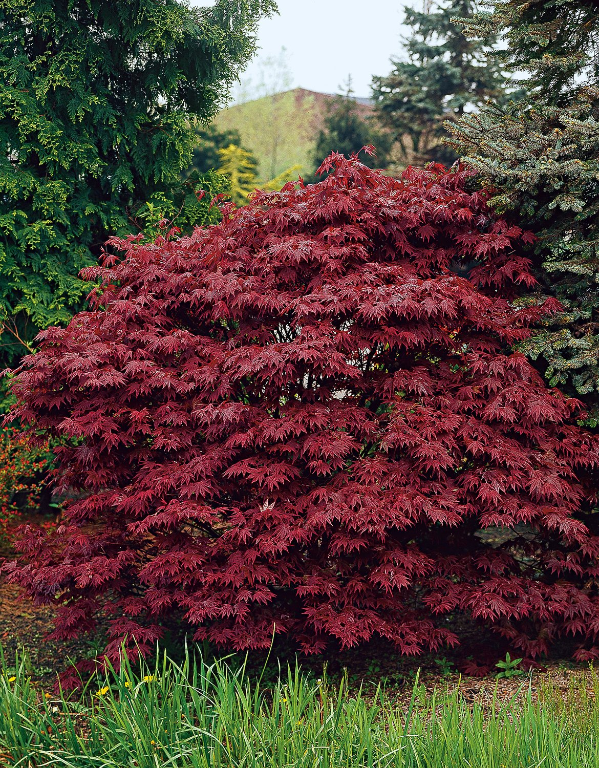 Acer palmatum 'Atropurpureum'