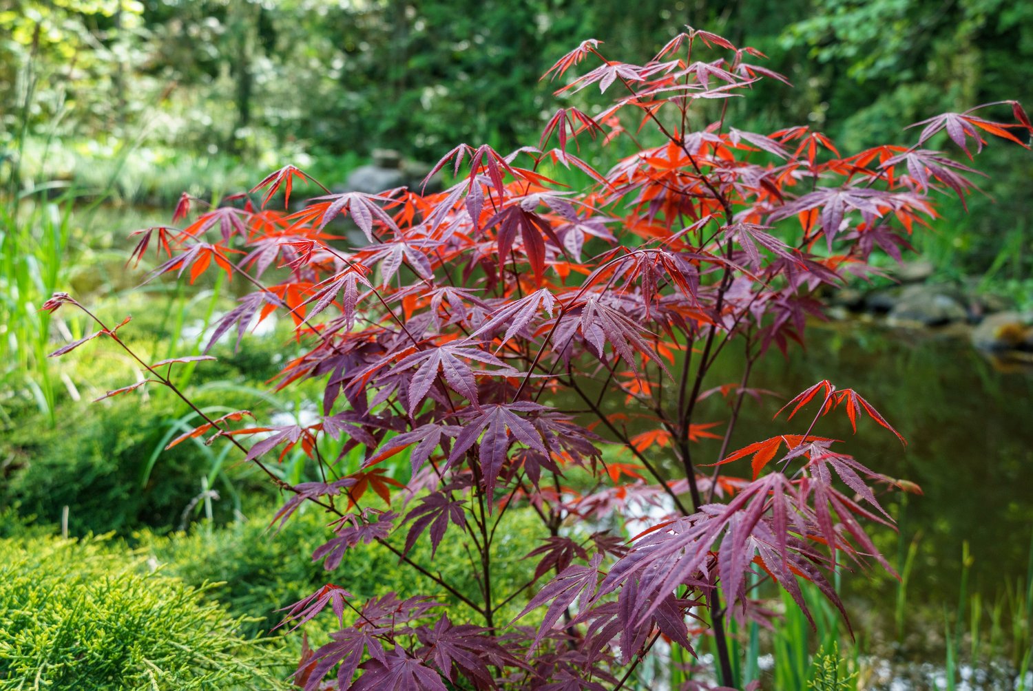 Acer palmatum 'Atropurpureum'