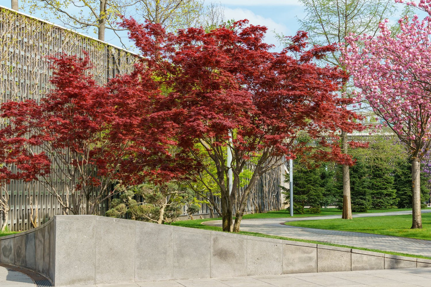 Acer palmatum 'Atropurpureum'