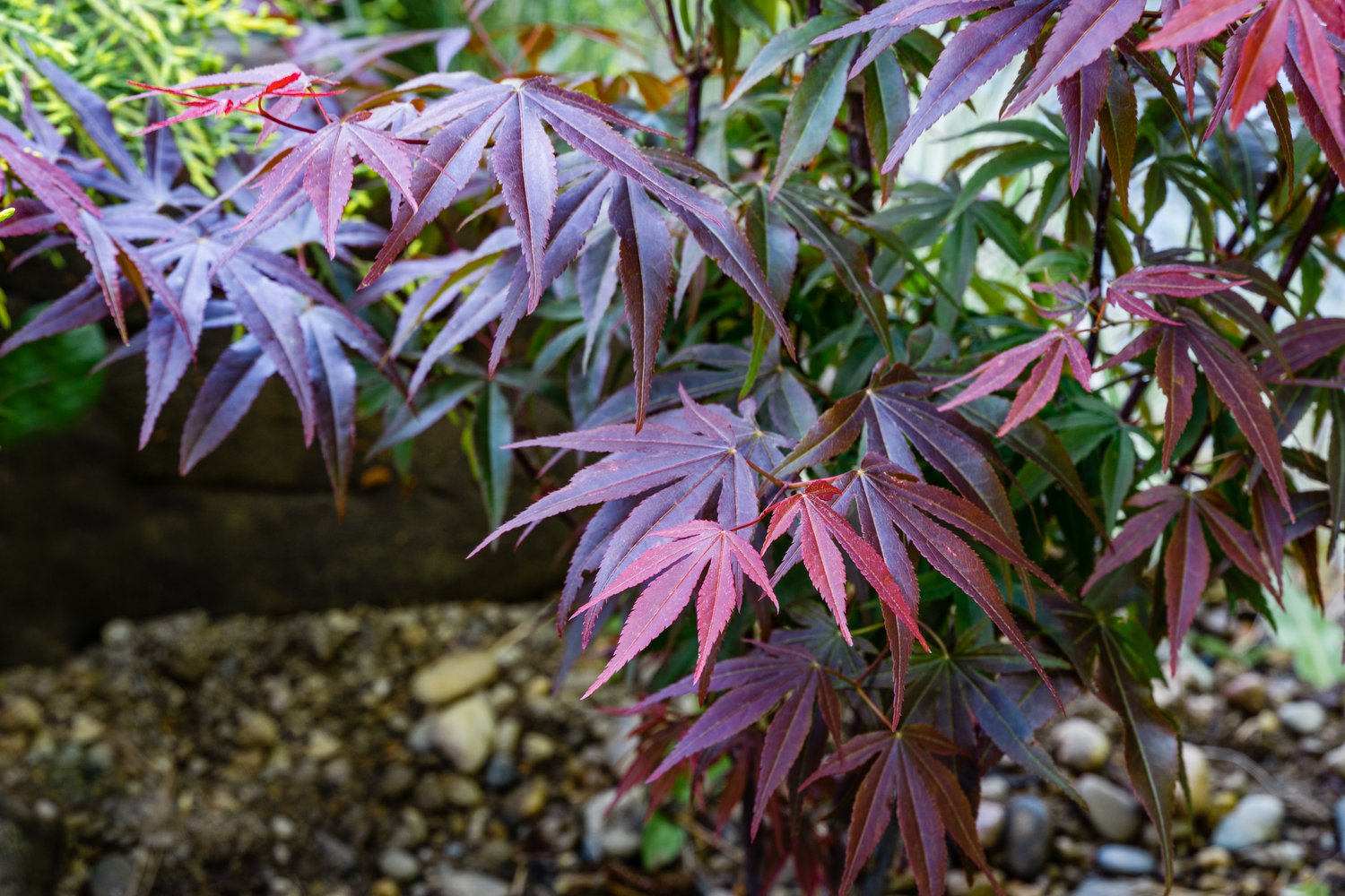 Acer palmatum 'Atropurpureum'