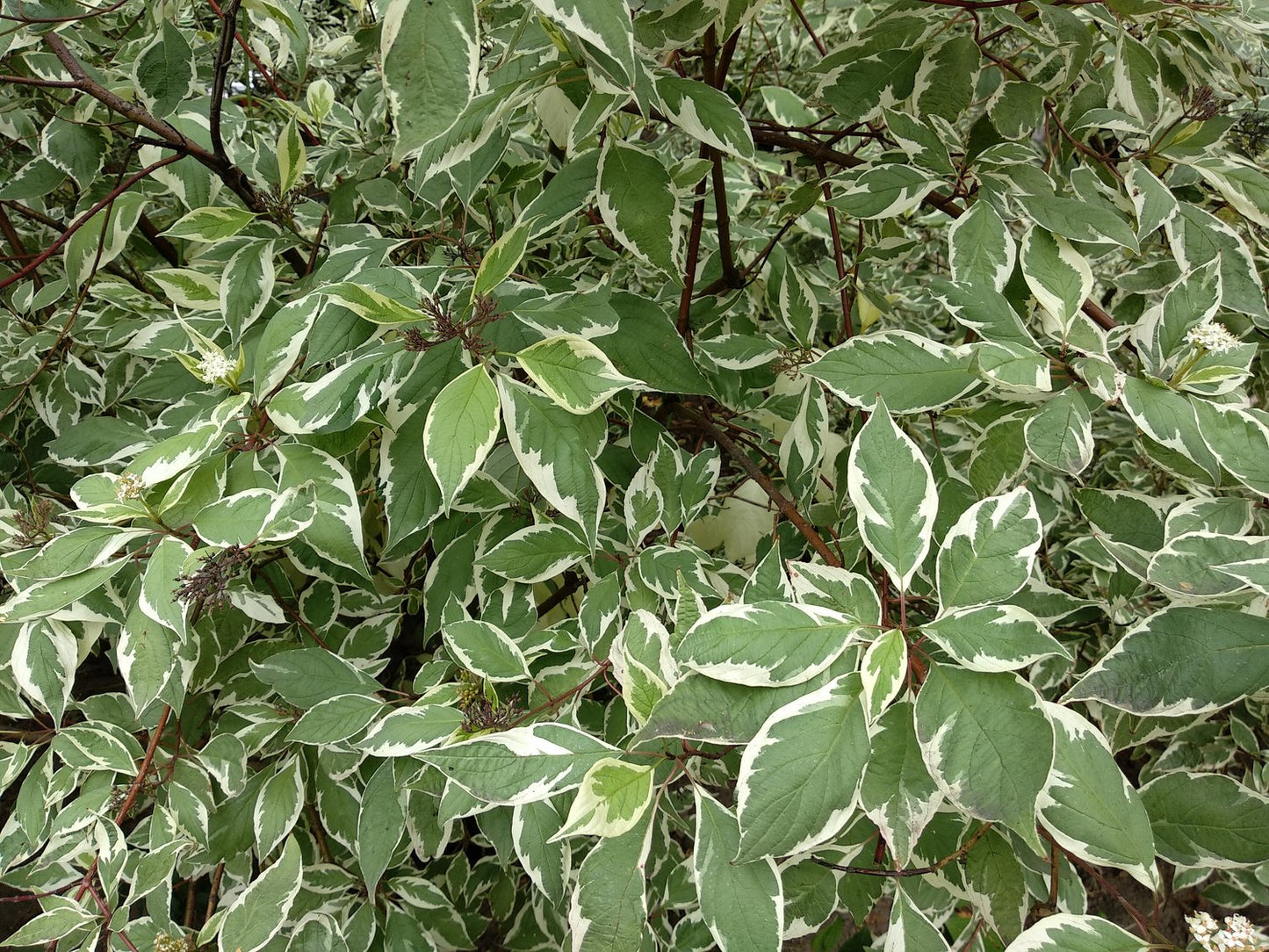 Cornus alba IVORY HALO ('Bailhalo')