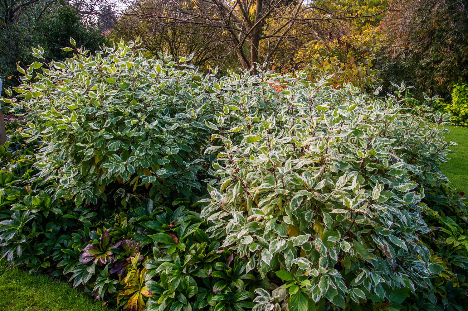 Cornus alba IVORY HALO ('Bailhalo')