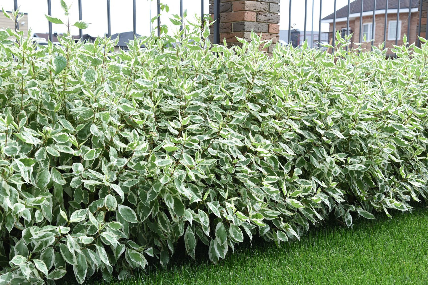 Cornus alba IVORY HALO ('Bailhalo')