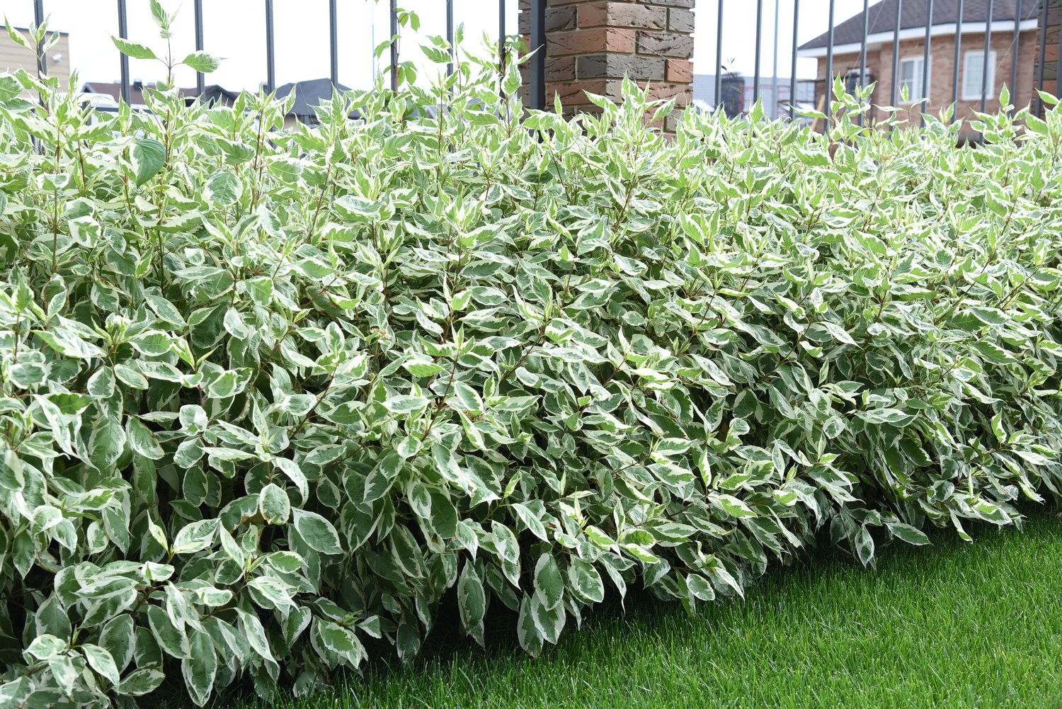 Cornus alba IVORY HALO ('Bailhalo')
