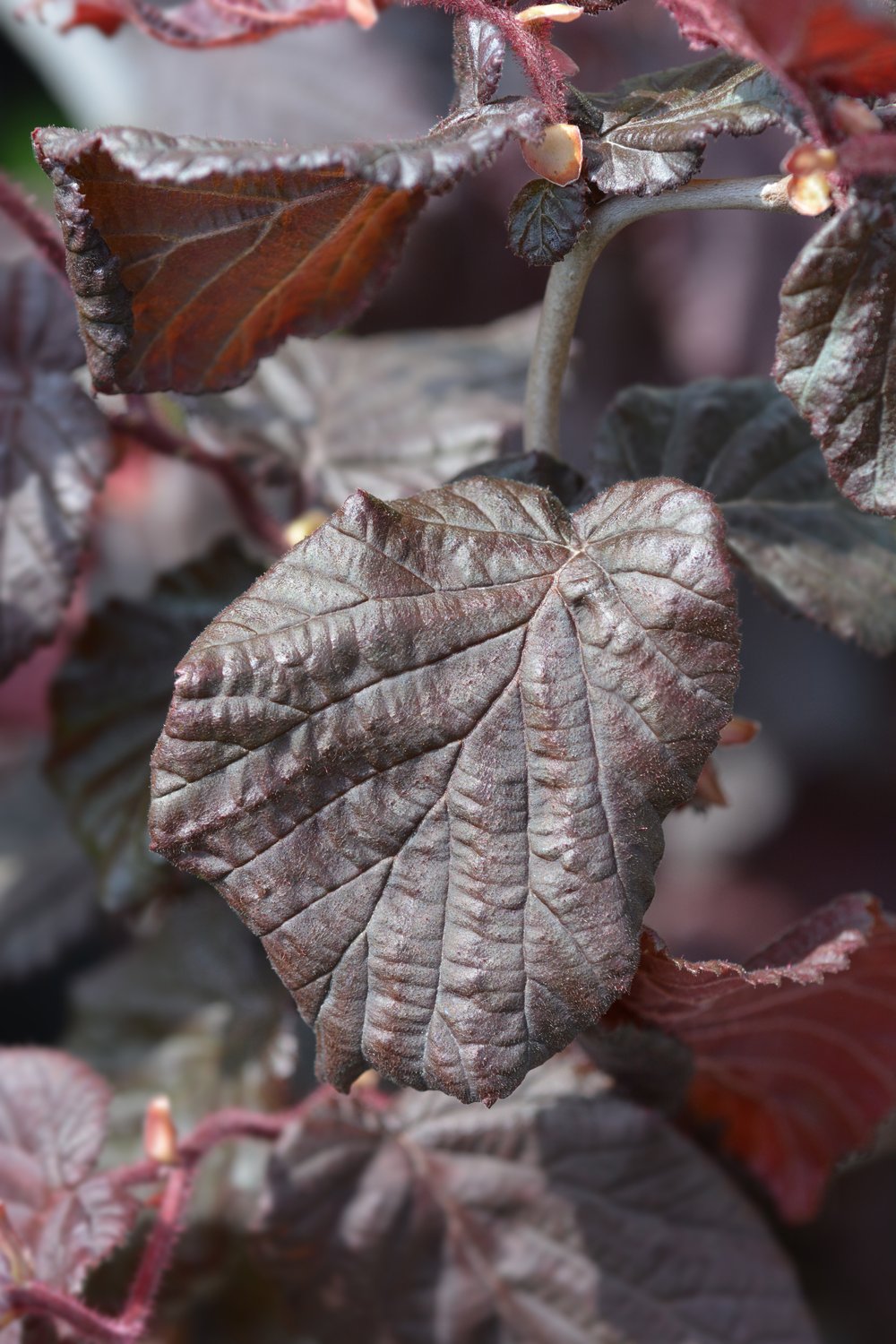Corylus avellana 'Red Majestic'