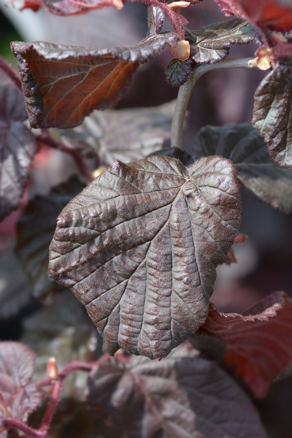 Corylus avellana 'Red Majestic'