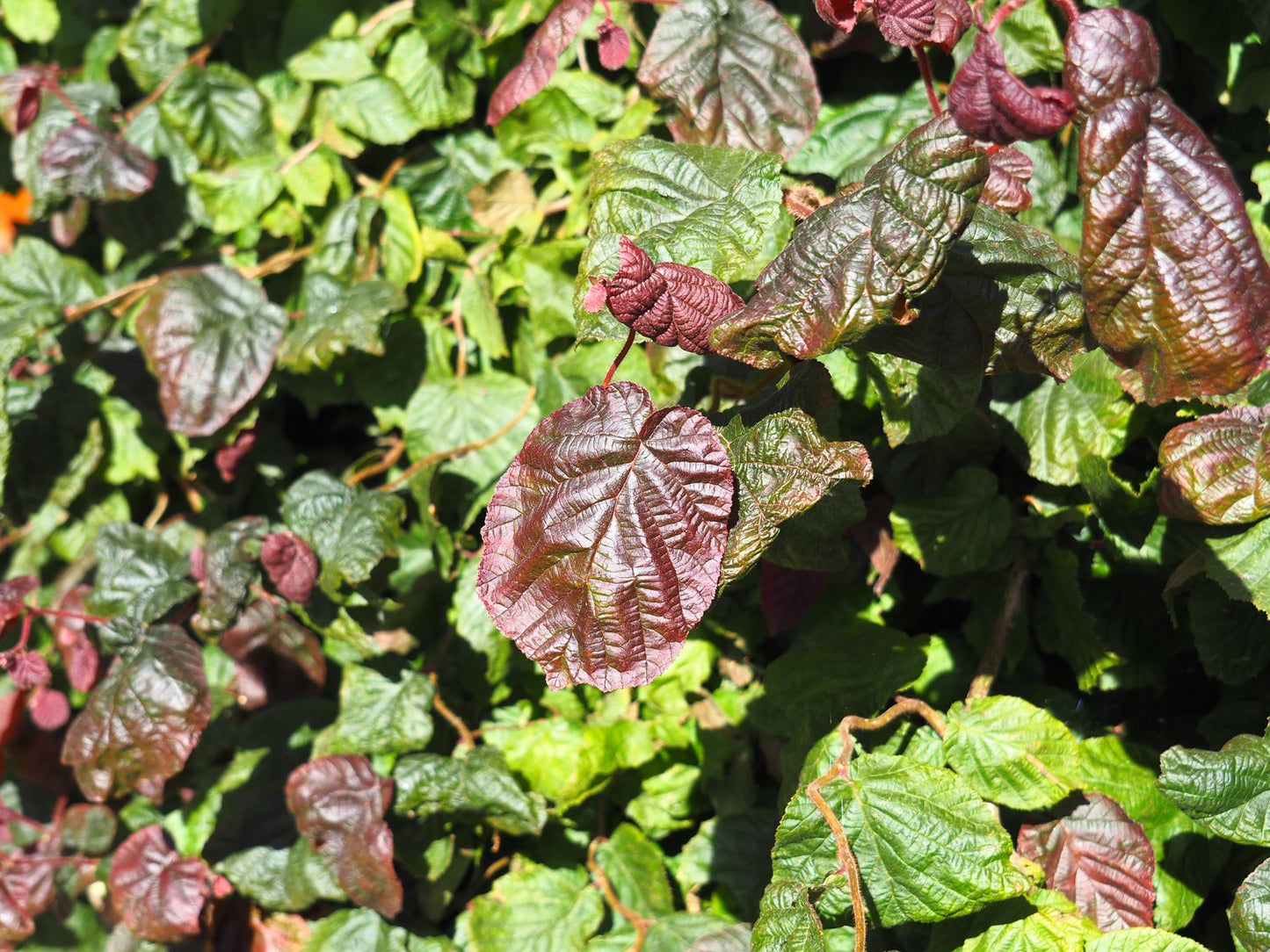 Corylus avellana 'Red Majestic'