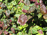 Corylus avellana 'Red Majestic'