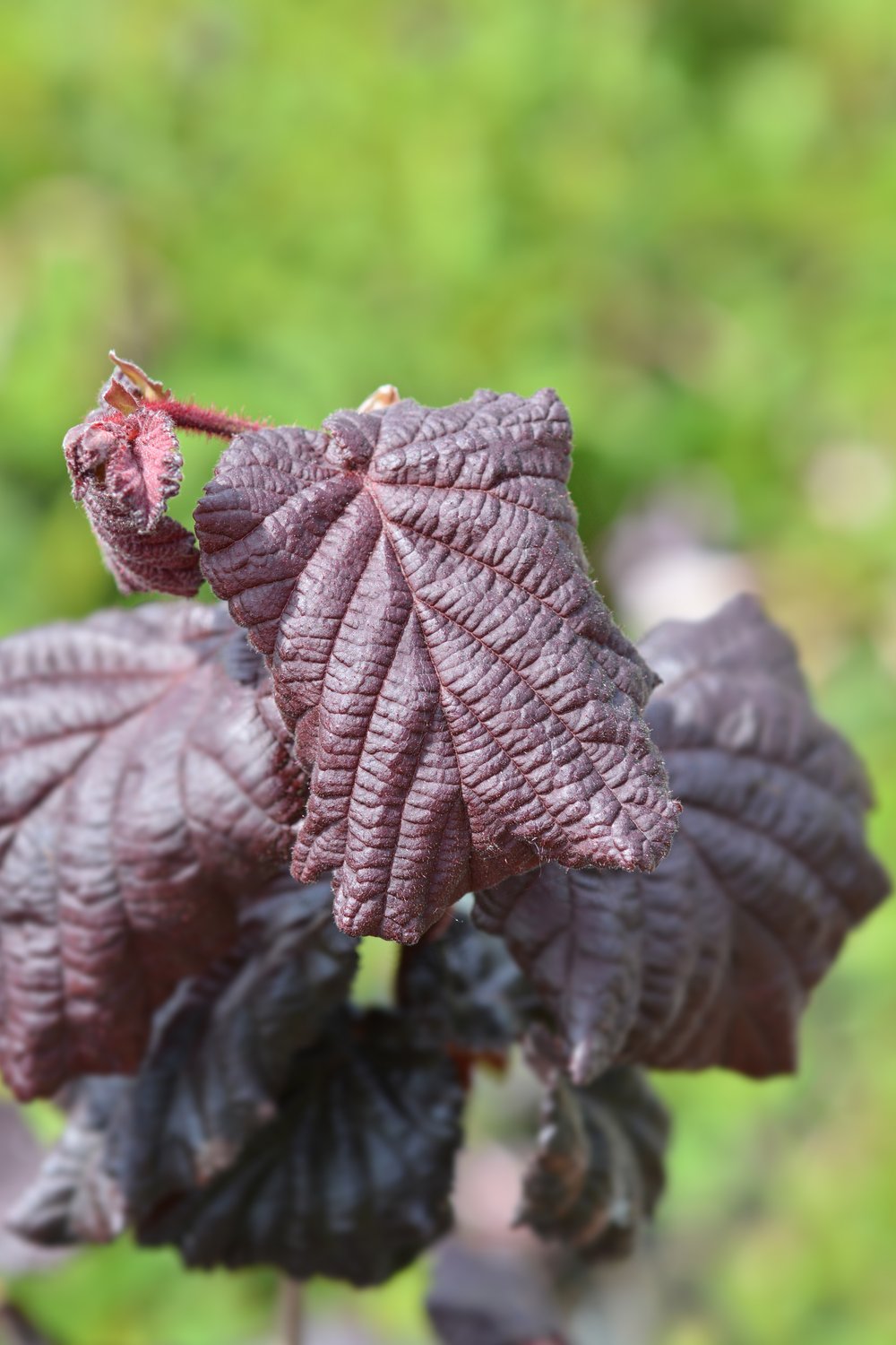 Corylus avellana 'Red Majestic'